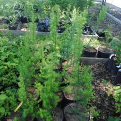 Location: Redbud Native Plant Nursery in Media, PA
Date: 2018-06-05
some saplings being sold