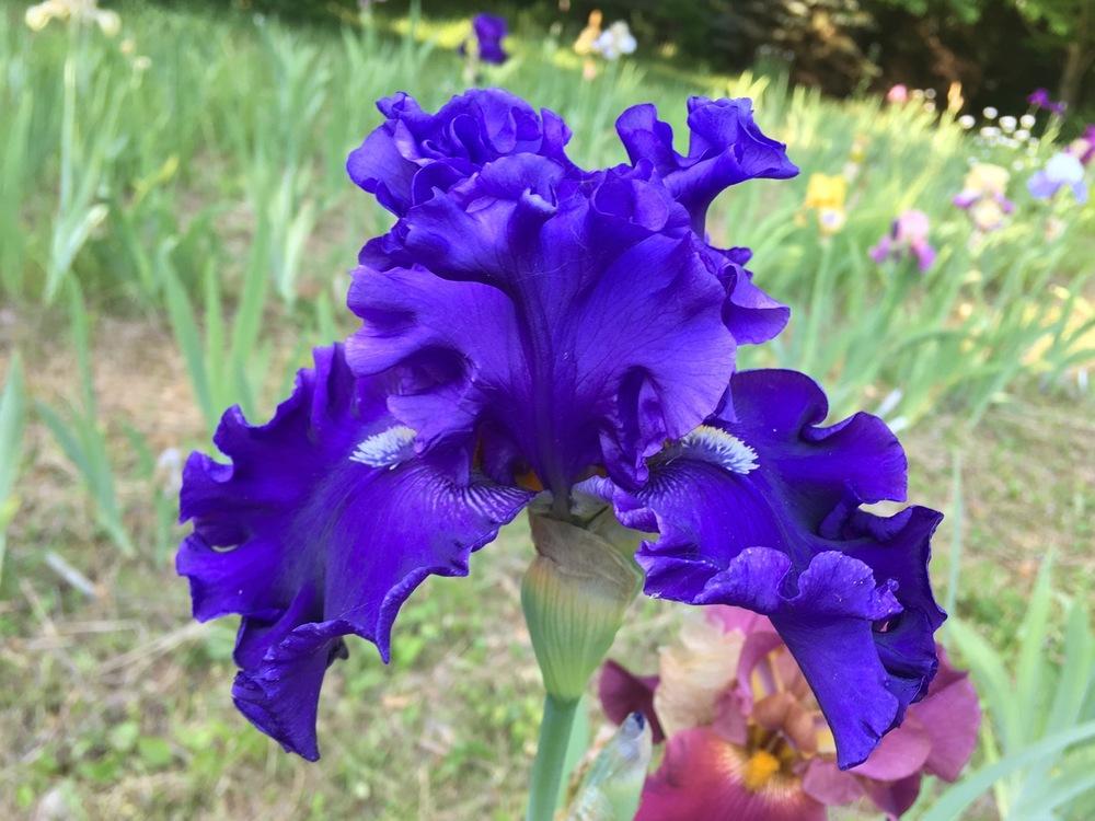 Photo of Tall Bearded Iris (Iris 'Ride the Waves') uploaded by Lbsmitty