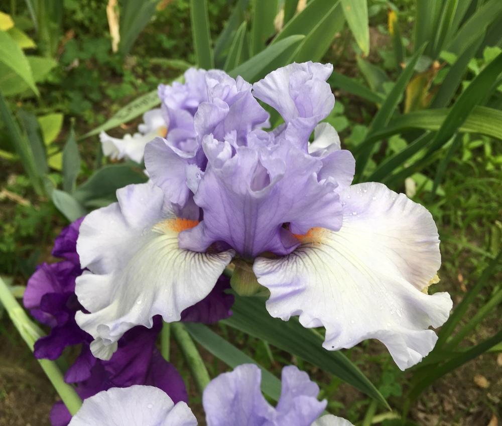 Photo of Tall Bearded Iris (Iris 'Dance Recital') uploaded by Lbsmitty