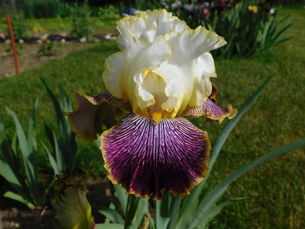 Photo of Tall Bearded Iris (Iris 'Gloriafied Glenn') uploaded by bramedog