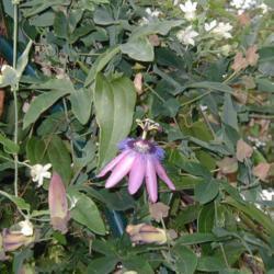 Photo of Passion Flower (Passiflora) uploaded by bumplbea