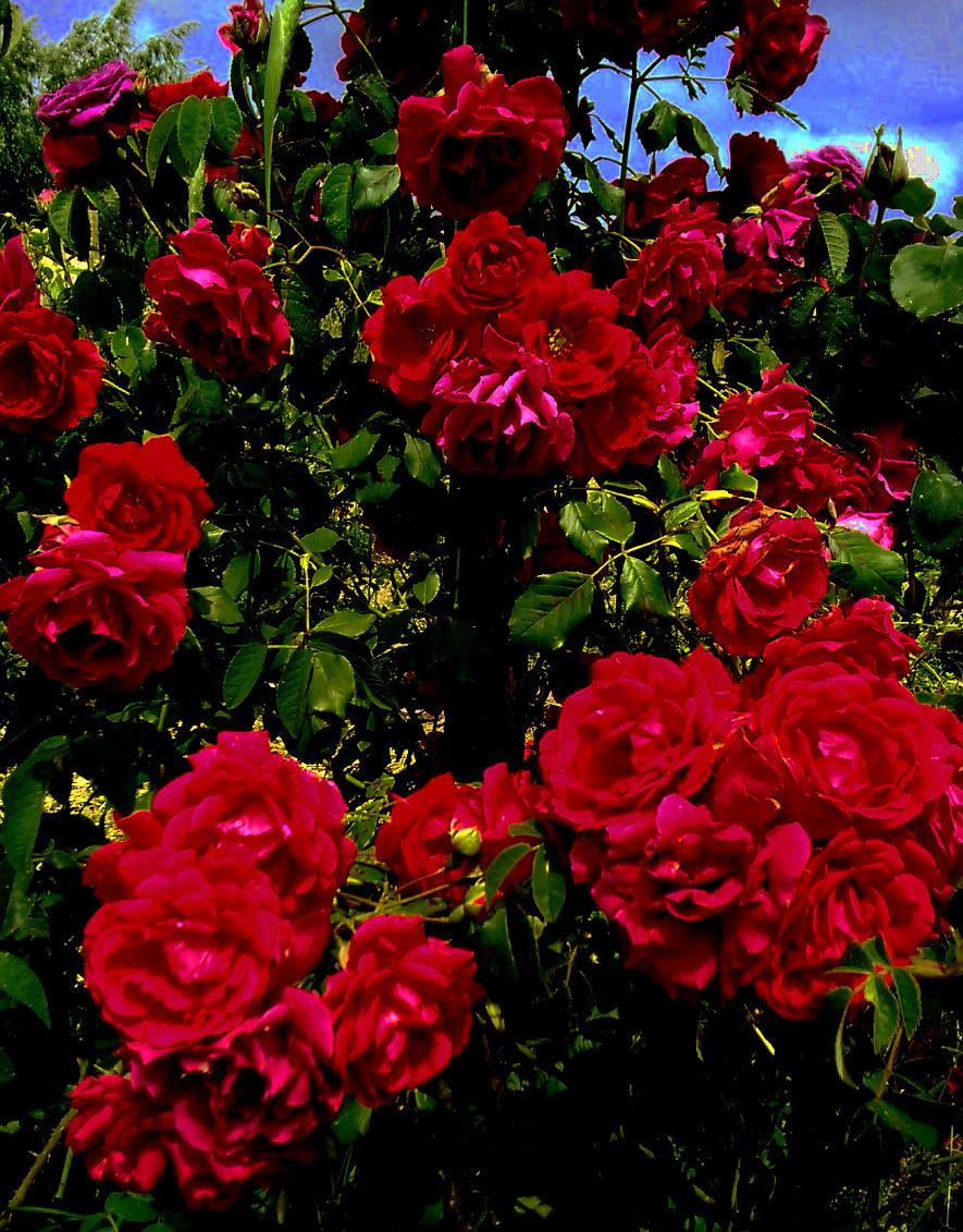 Photo of Rose (Rosa 'Paul's Scarlet Climber') uploaded by manueldalmeida