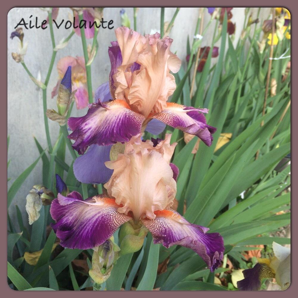 Photo of Tall Bearded Iris (Iris 'Aile Volante') uploaded by mommamiajacquie
