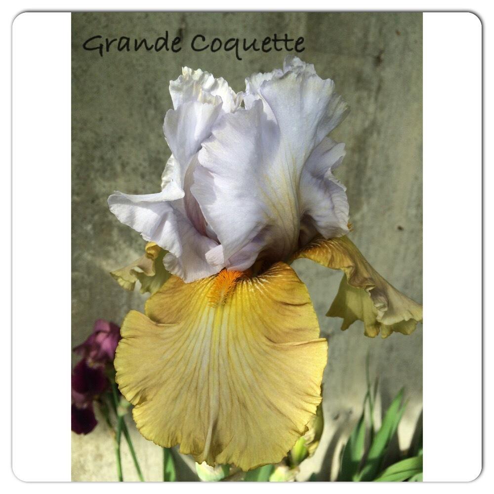 Photo of Tall Bearded Iris (Iris 'Grande Coquette') uploaded by mommamiajacquie