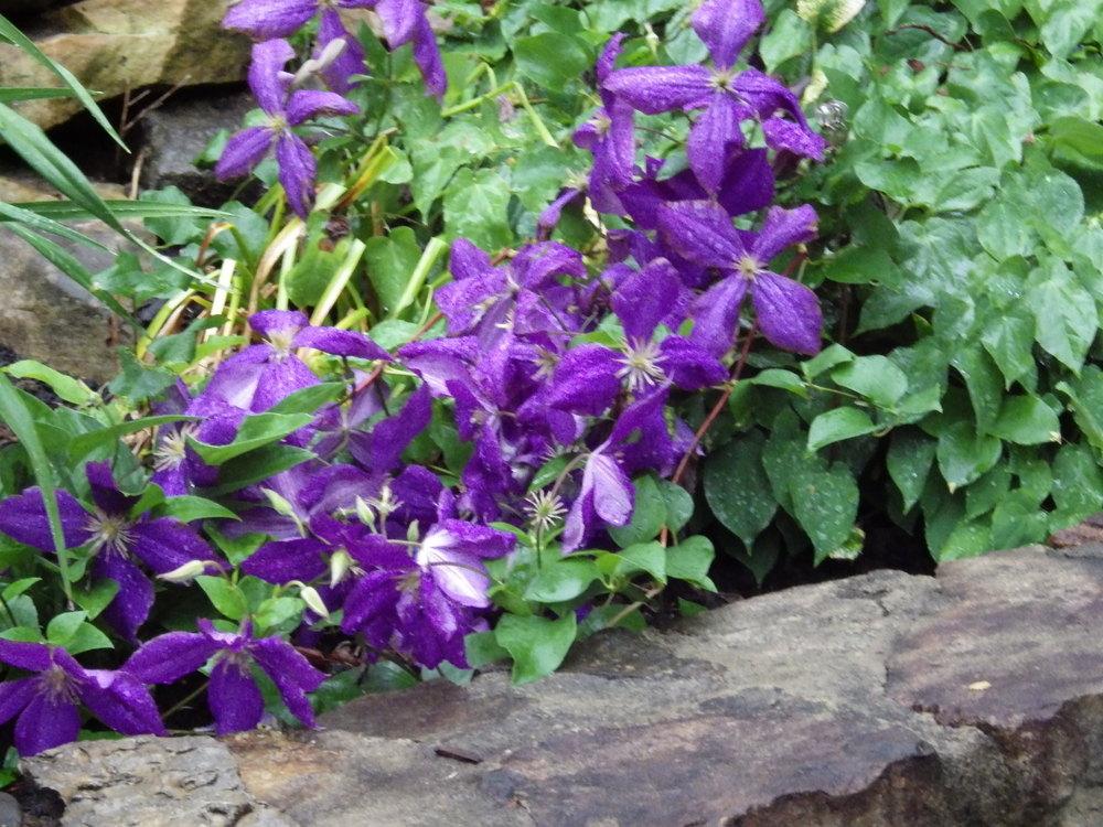 Photo of Clematis uploaded by pdermer1x