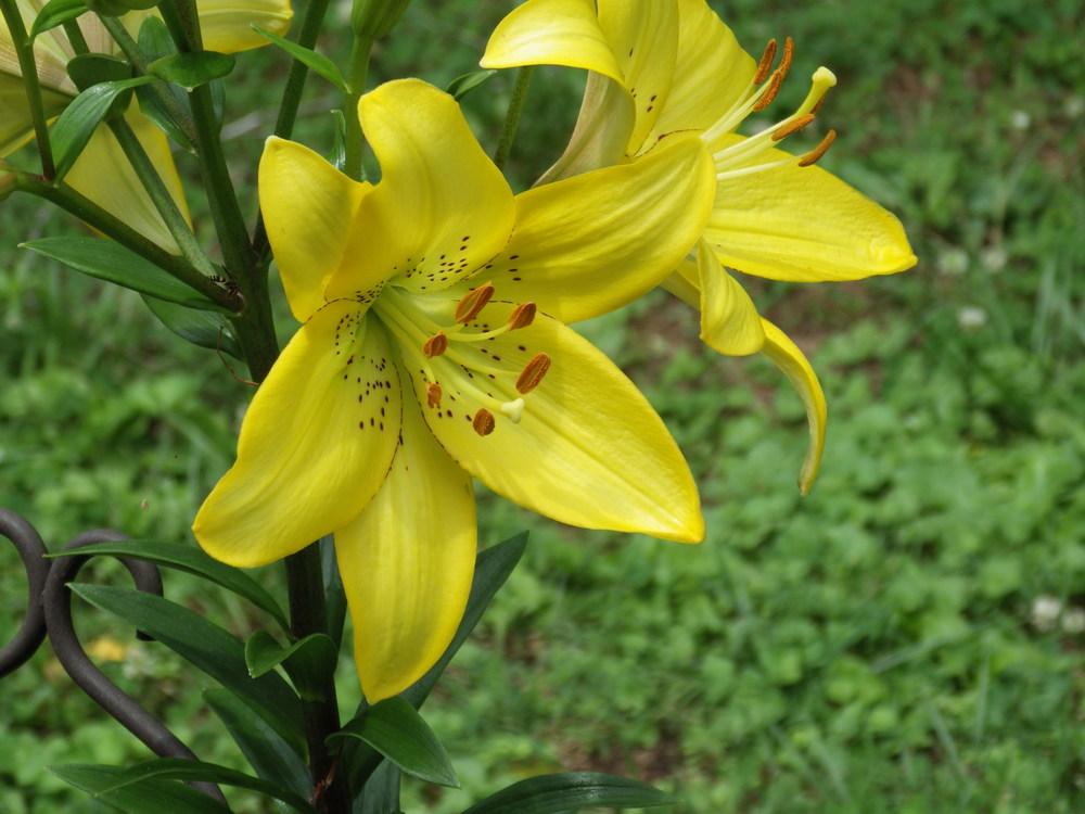 Photo of Lilies (Lilium) uploaded by pdermer1x