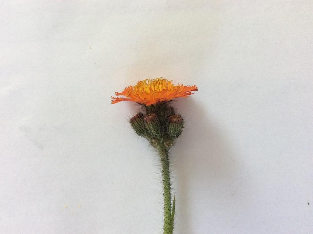 Photo of Orange Hawkweed (Pilosella aurantiaca subsp. aurantiaca) uploaded by sooby