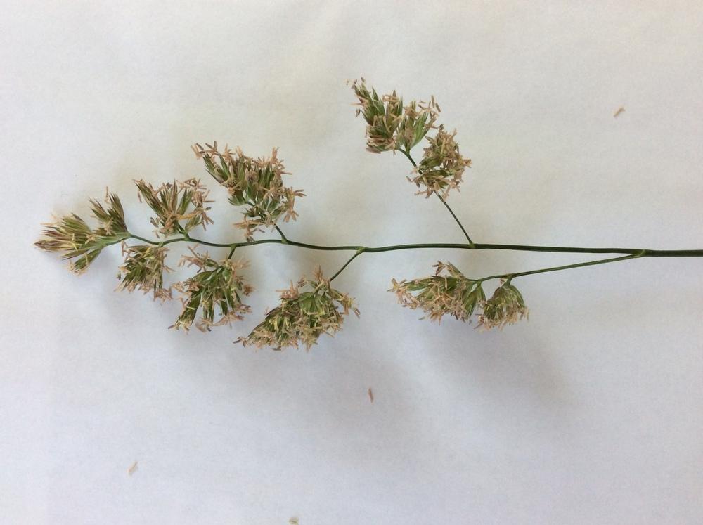 Photo of Orchard-Grass (Dactylis glomerata) uploaded by sooby