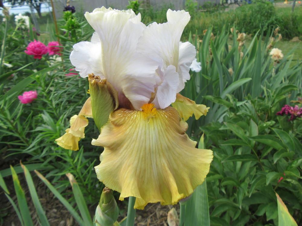 Photo of Tall Bearded Iris (Iris 'Grande Coquette') uploaded by tveguy3