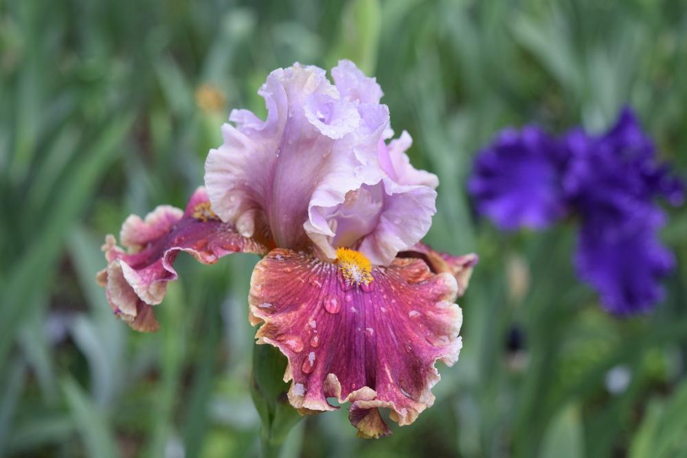 Photo of Tall Bearded Iris (Iris 'Fruit Fusion') uploaded by Dachsylady86
