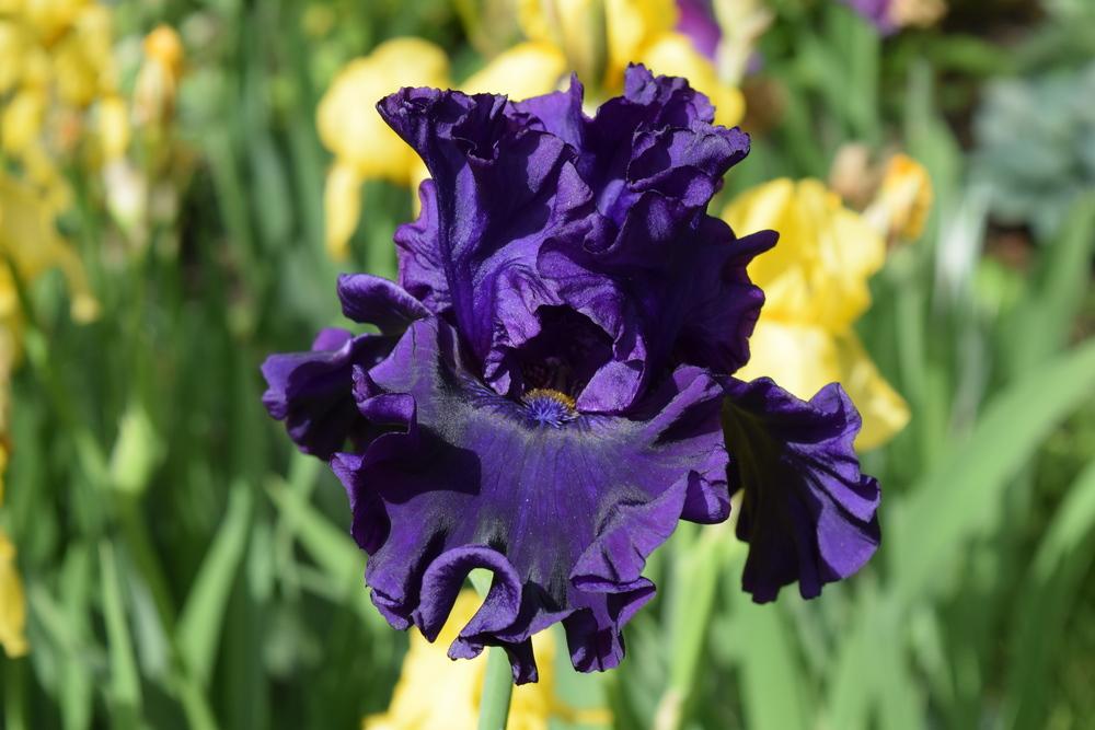 Photo of Tall Bearded Iris (Iris 'Adriatic Noble') uploaded by Dachsylady86