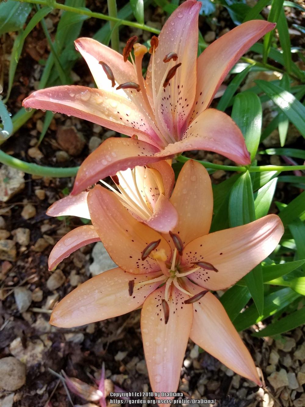 Photo of Lily (Lilium 'Royal Sunset') uploaded by DraDiana