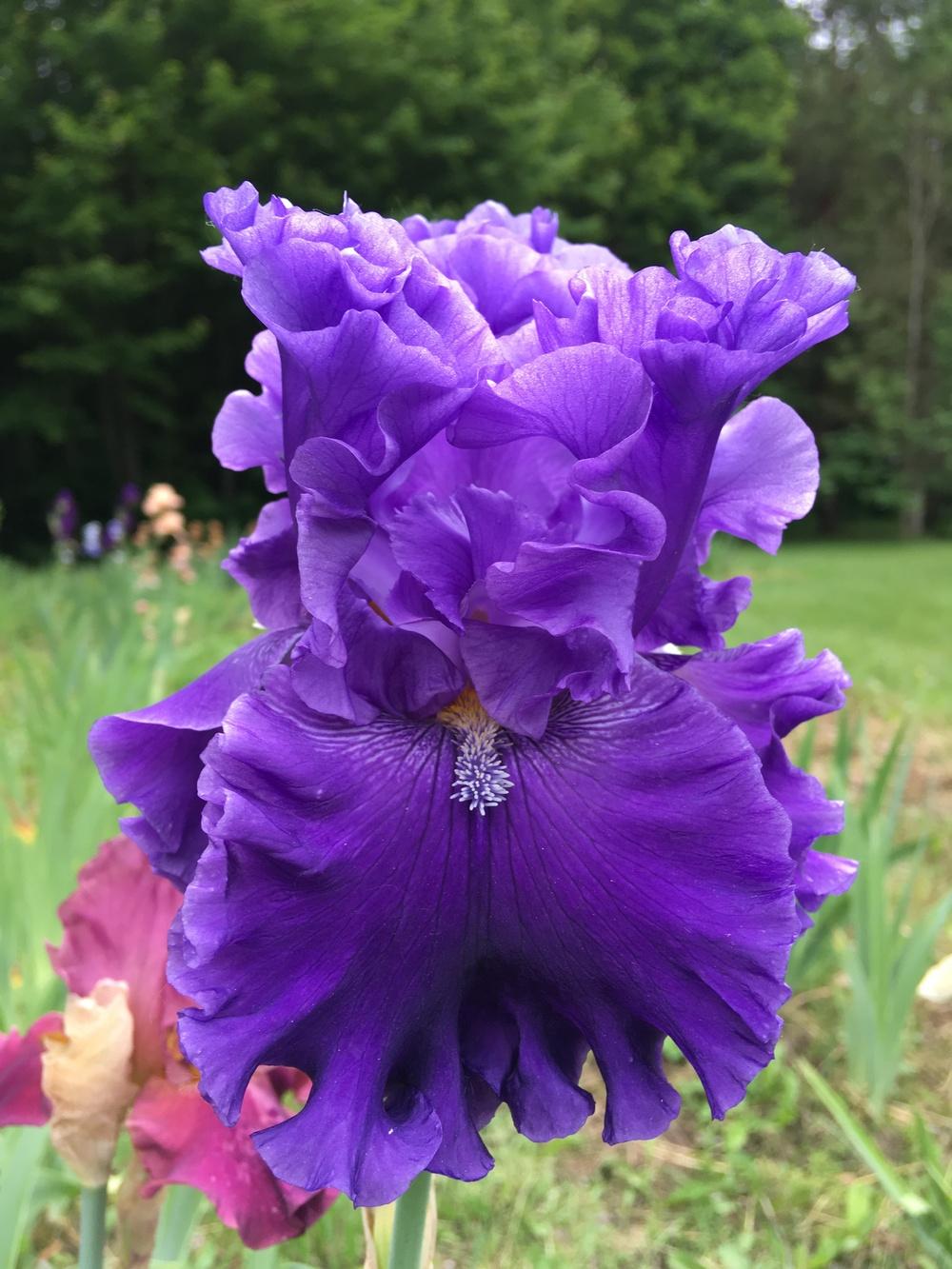 Photo of Tall Bearded Iris (Iris 'Ride the Waves') uploaded by Lbsmitty