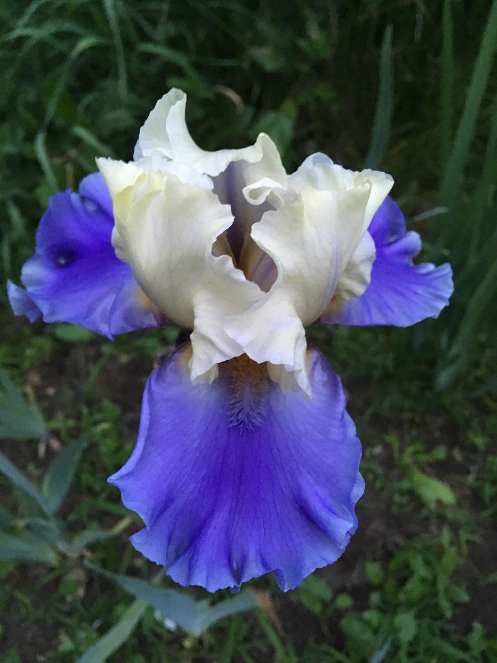 Photo of Tall Bearded Iris (Iris 'Silk Road') uploaded by Lbsmitty