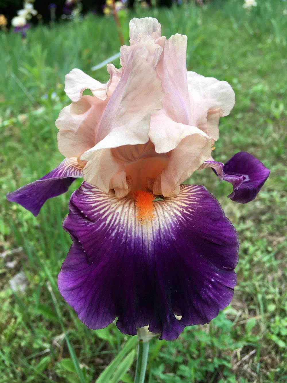 Photo of Tall Bearded Iris (Iris 'Gitano') uploaded by Lbsmitty