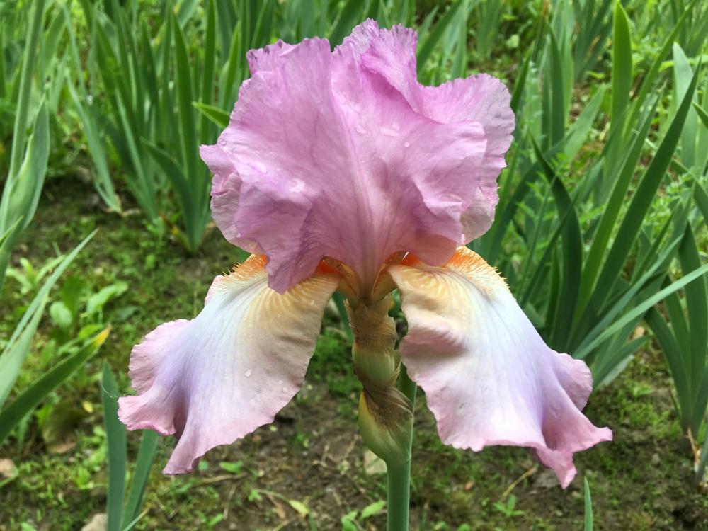 Photo of Tall Bearded Iris (Iris 'Painted Clouds') uploaded by Lbsmitty