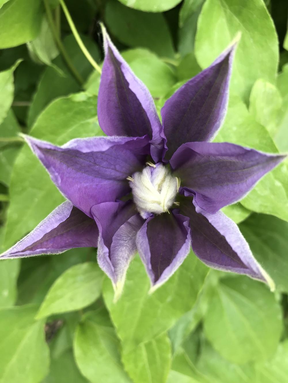 Photo of Clematis 'H.F. Young' uploaded by Michelezie