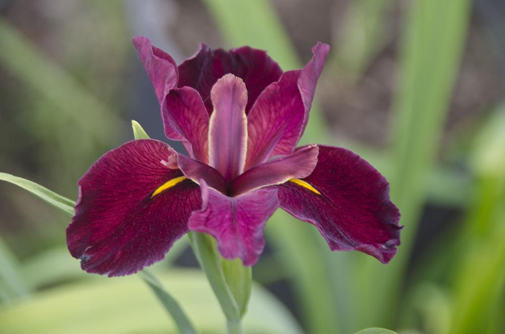 Photo of Louisiana Iris (Iris 'Red Velvet Elvis') uploaded by Mikey