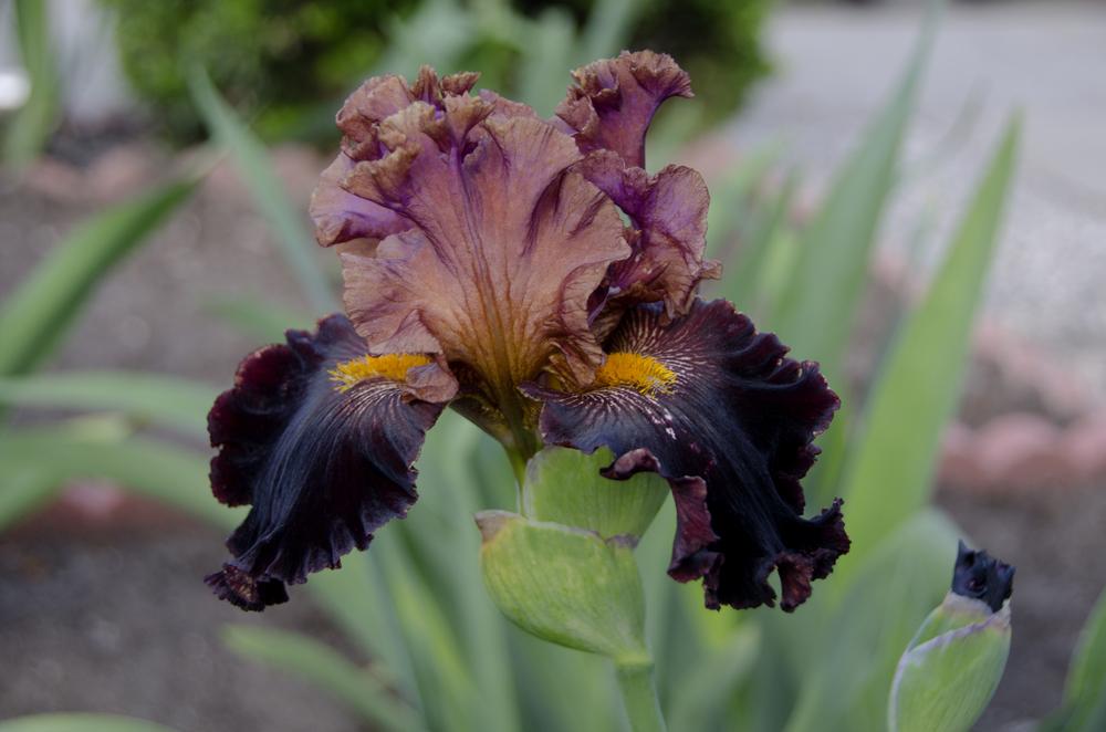 Photo of Tall Bearded Iris (Iris 'Fabulous Fortune') uploaded by Mikey