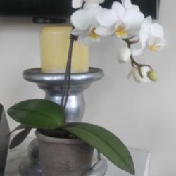 
Date: 2018-06-10
Mini Phalaenopsis orchids are the smallest size 6"-10". Just Add 