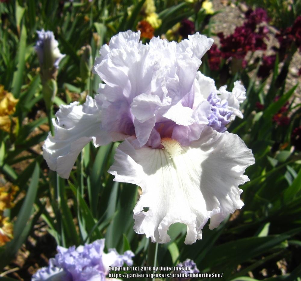 Photo of Tall Bearded Iris (Iris 'Royal Sterling') uploaded by UndertheSun