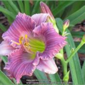 This daylily cultivar produces beautiful miniature blooms!