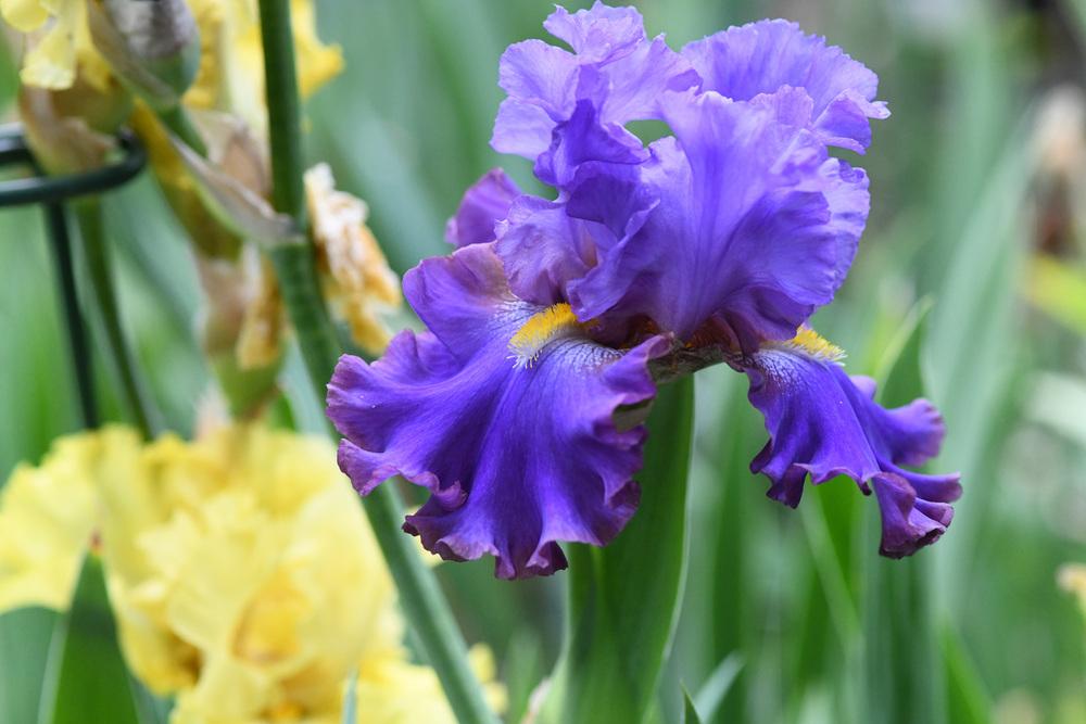 Photo of Tall Bearded Iris (Iris 'Staniszczanin') uploaded by cliftoncat