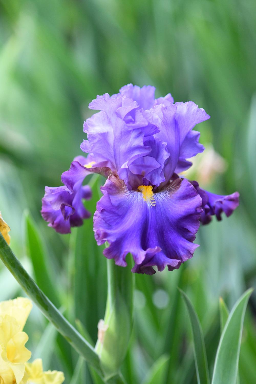 Photo of Tall Bearded Iris (Iris 'Staniszczanin') uploaded by cliftoncat
