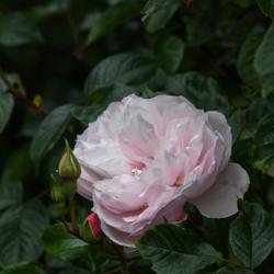 Location: Oxfordshire, England
Date: 2018-06-07
bloom and buds