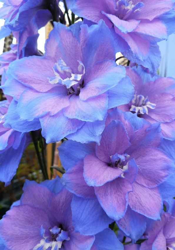 Photo of Larkspur (Delphinium elatum New Millennium™ Blue Lace) uploaded by Calif_Sue