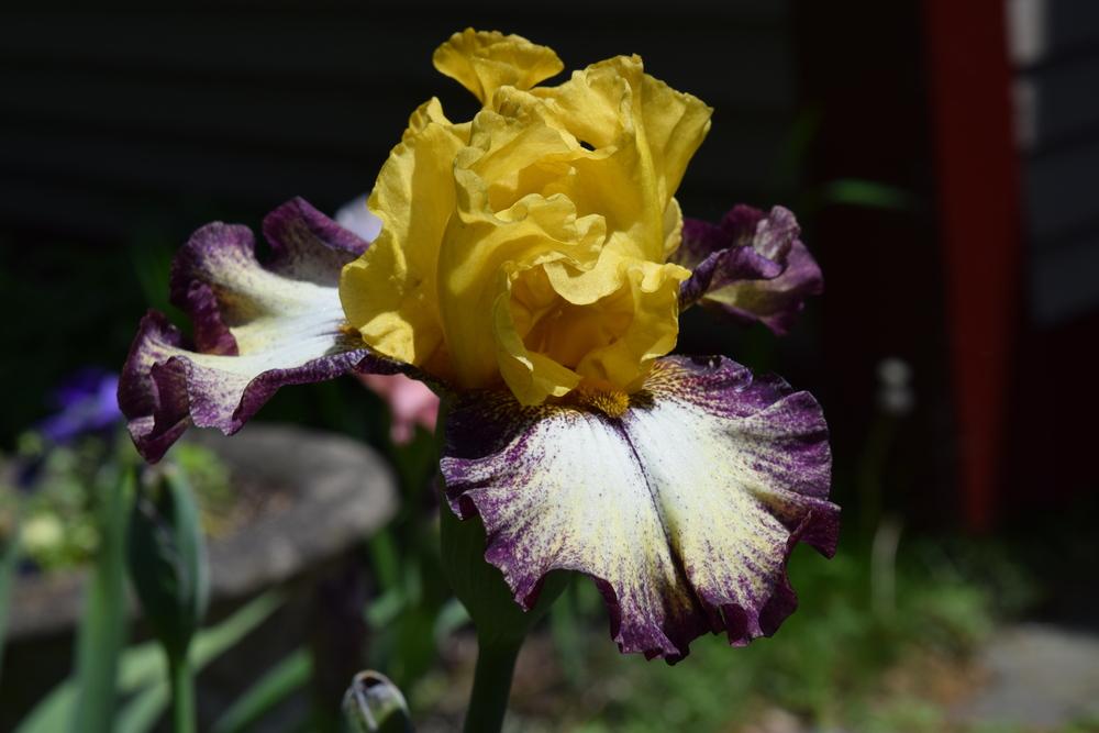 Photo of Tall Bearded Iris (Iris 'High Desert') uploaded by Dachsylady86
