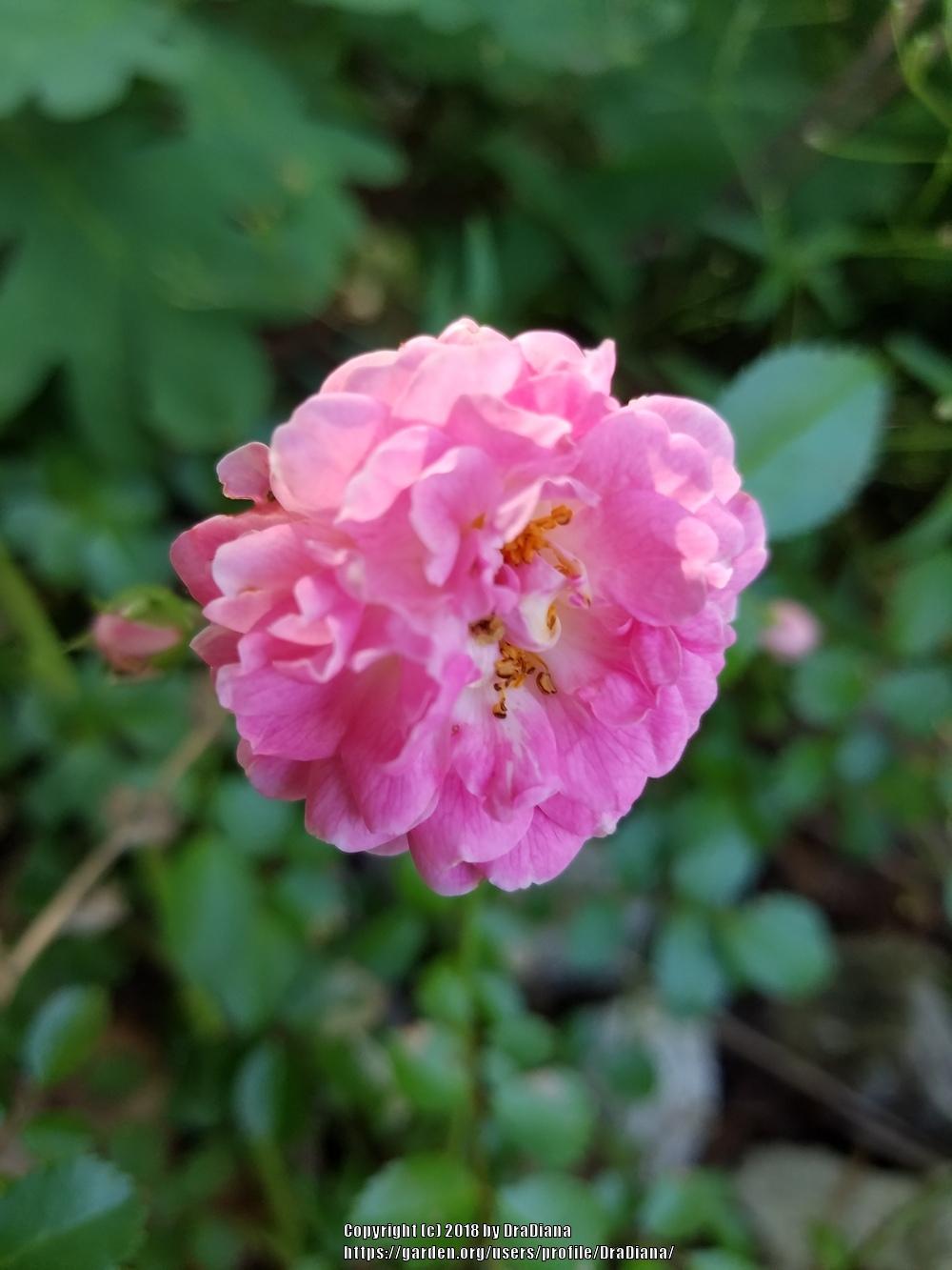 Photo of Rose (Rosa multiflora 'Seven Sisters') uploaded by DraDiana