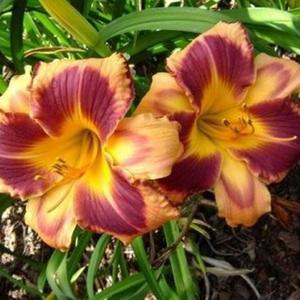 Photo Courtesy of Champion Daylilies. Used with Permission