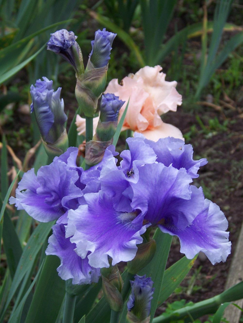 Photo of Tall Bearded Iris (Iris 'Blue My Mind') uploaded by LynNY