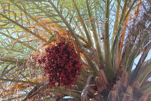 Photo of Date Palm (Phoenix dactylifera) uploaded by RuuddeBlock