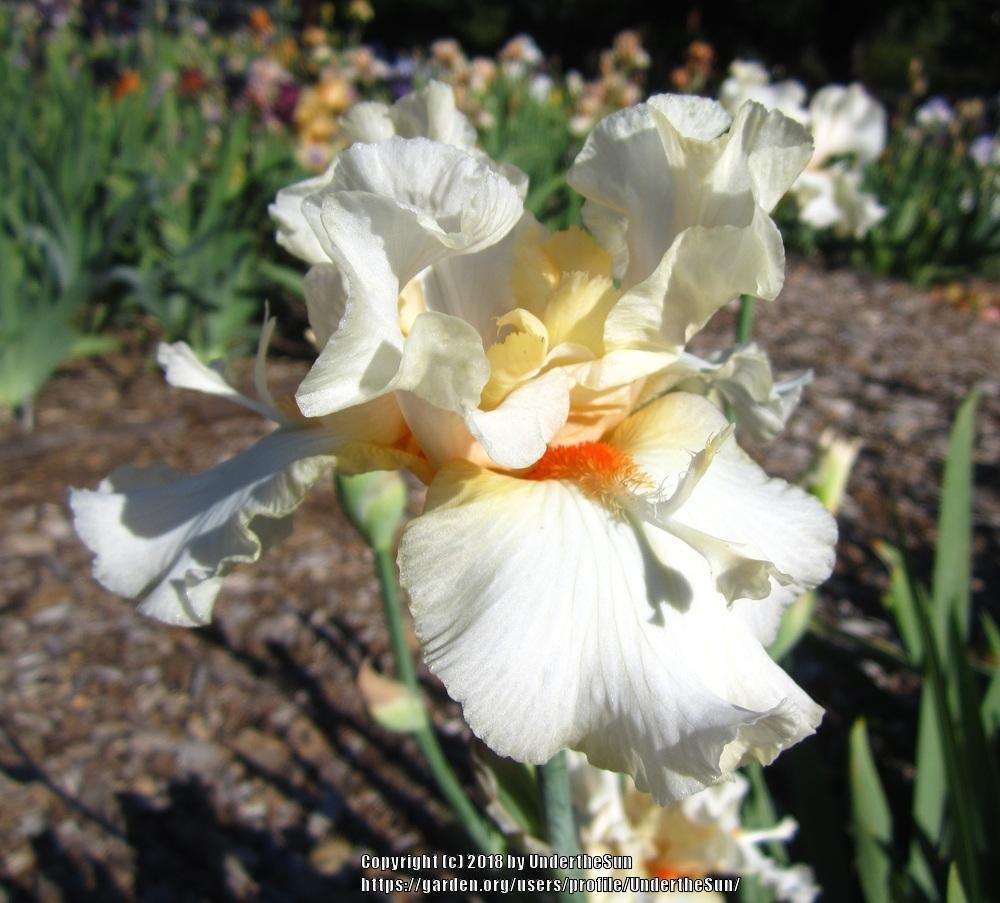 Photo of Tall Bearded Iris (Iris 'Chill Factor') uploaded by UndertheSun