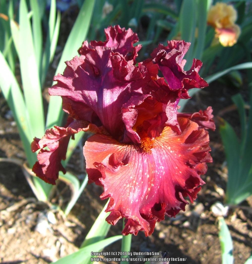 Photo of Tall Bearded Iris (Iris 'Ready for My Closeup') uploaded by UndertheSun