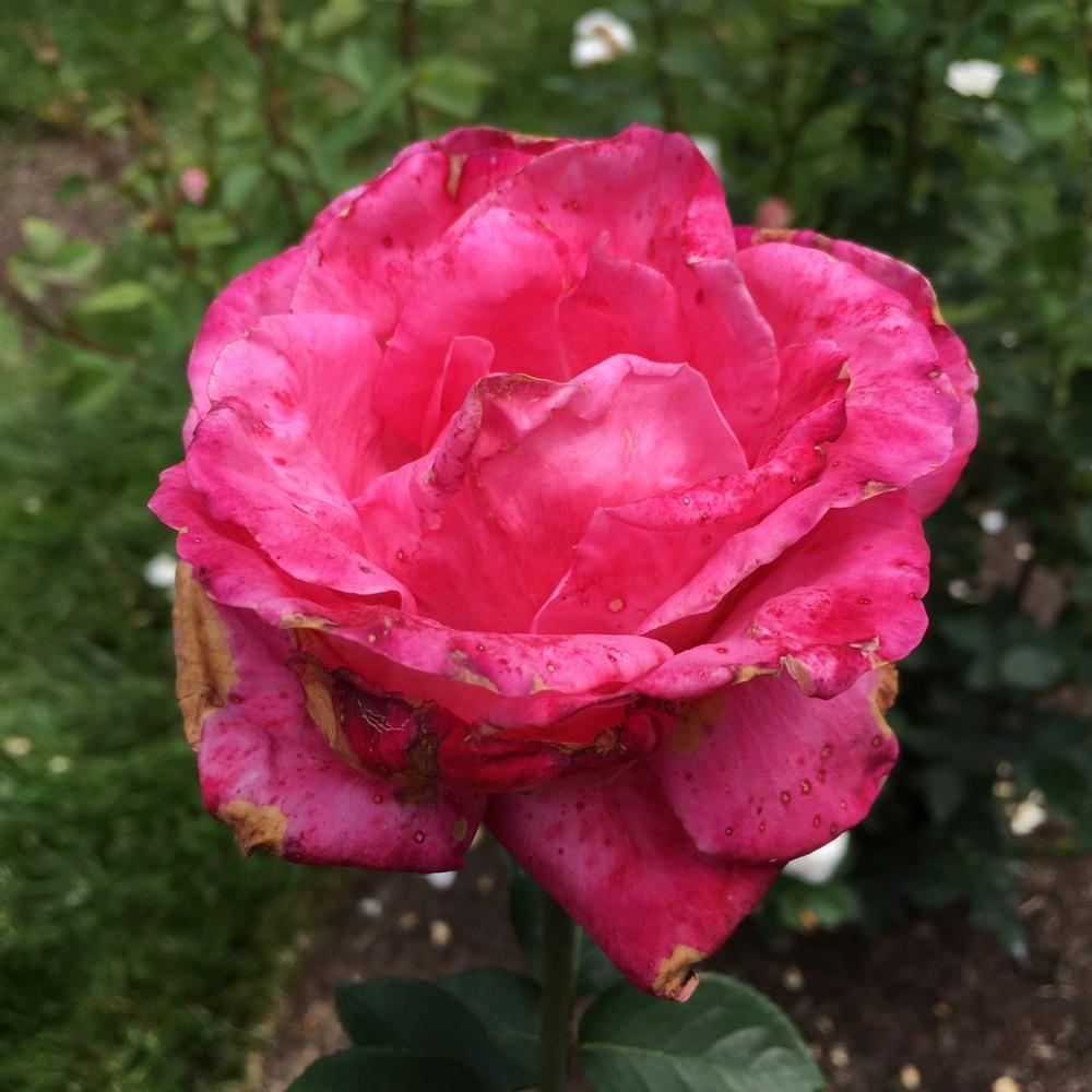 Photo of Rose (Rosa 'Swarthmore') uploaded by csandt
