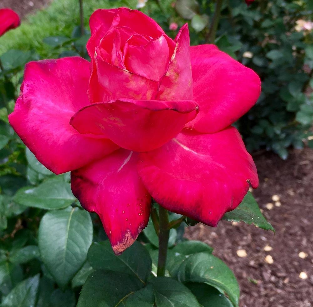 Photo of Rose (Rosa 'Swarthmore') uploaded by csandt