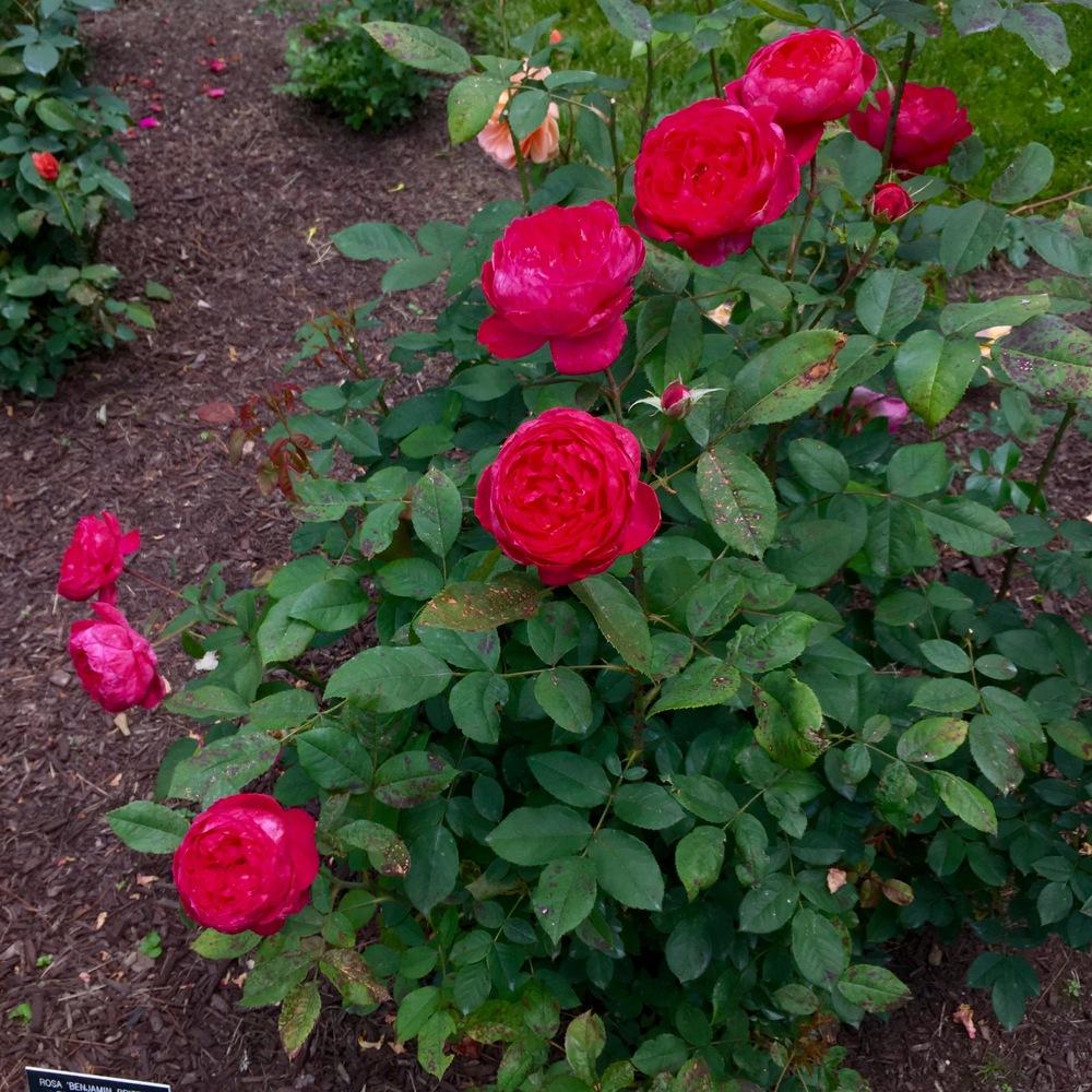Photo of Rose (Rosa 'Benjamin Britten') uploaded by csandt