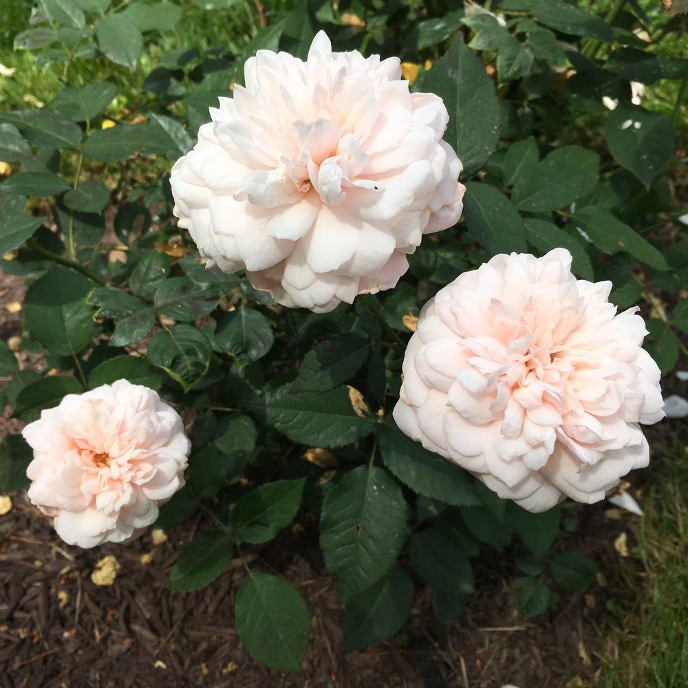 Photo of Rose (Rosa 'Gruss an Aachen') uploaded by csandt