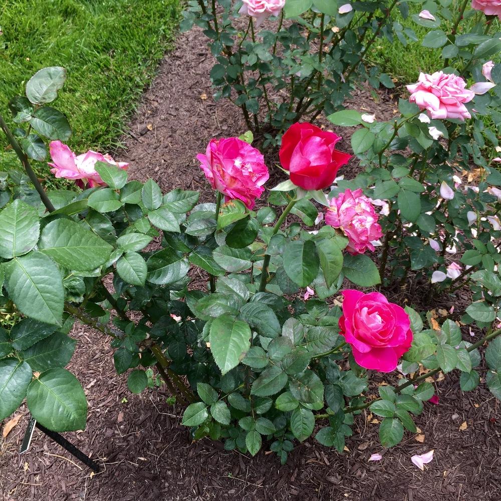 Photo of Rose (Rosa 'Rose Gaujard') uploaded by csandt