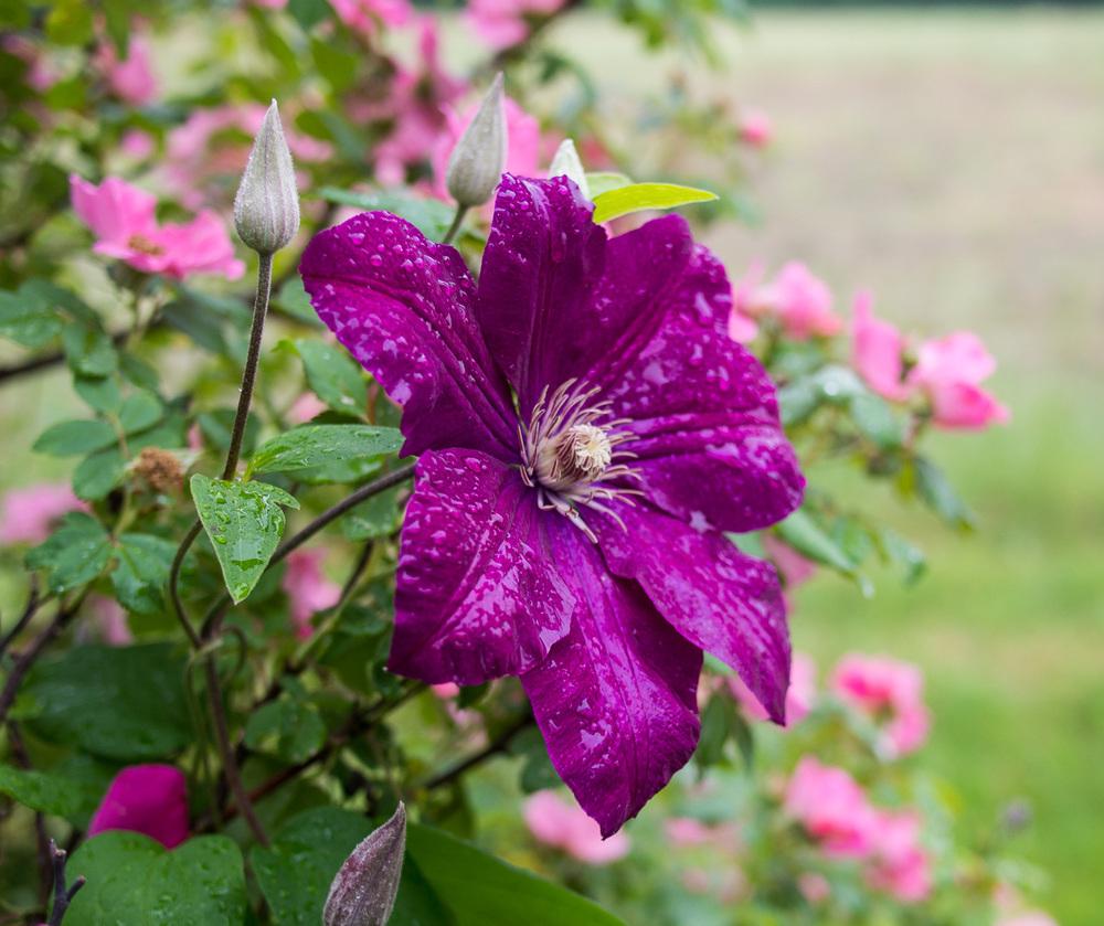 Photo of Clematis 'Rouge Cardinal' uploaded by frankrichards16