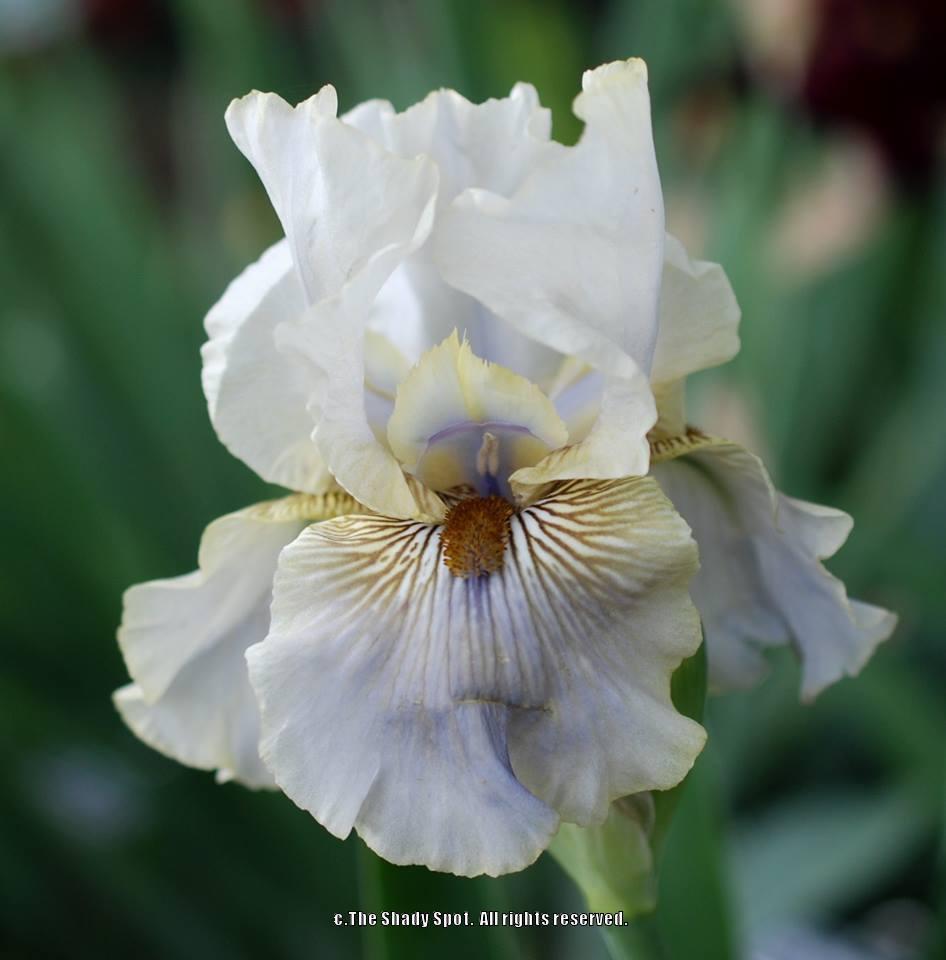 Photo of Tall Bearded Iris (Iris 'Green and Gifted') uploaded by lovemyhouse