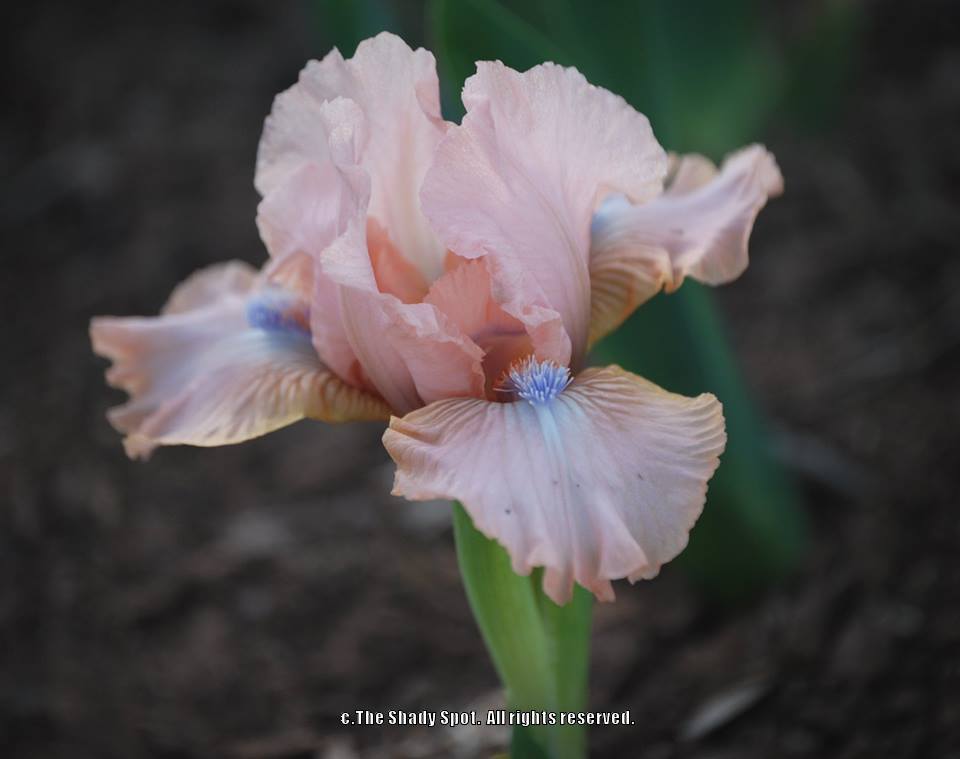 Photo of Standard Dwarf Bearded Iris (Iris 'Pinkster') uploaded by lovemyhouse
