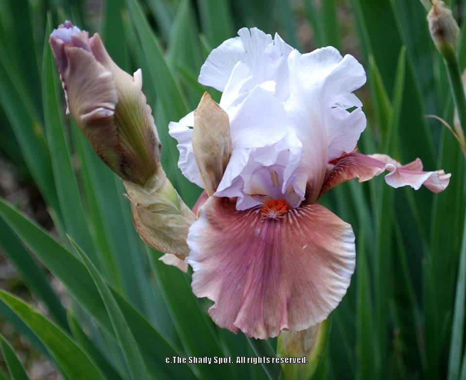 Photo of Tall Bearded Iris (Iris 'Leaps and Bounds') uploaded by lovemyhouse