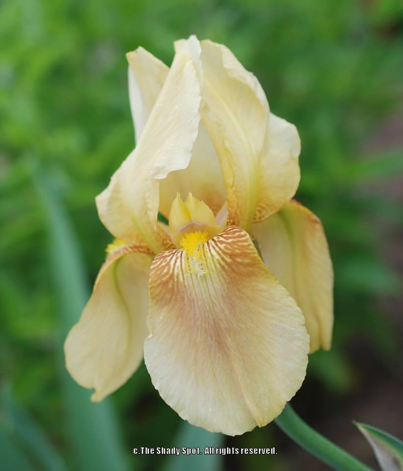 Photo of Tall Bearded Iris (Iris 'Glen Ellen') uploaded by lovemyhouse
