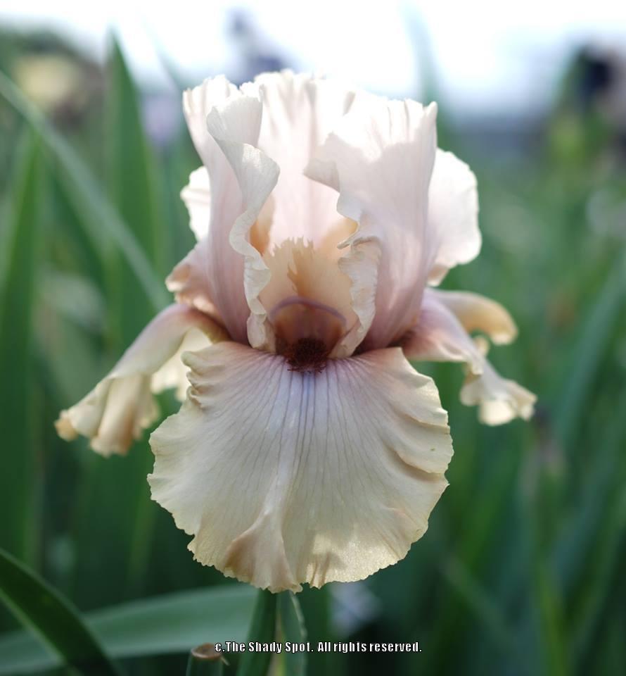Photo of Tall Bearded Iris (Iris 'A Star Is Born') uploaded by lovemyhouse