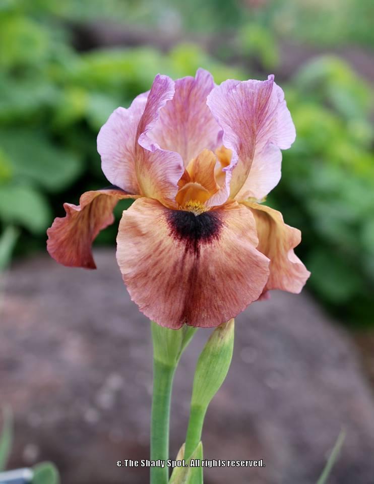 Photo of Arilbred Iris (Iris 'Refiner's Fire') uploaded by lovemyhouse