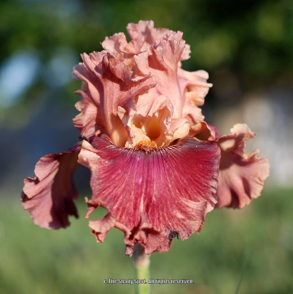 Photo of Tall Bearded Iris (Iris 'Lord of Mayfair') uploaded by lovemyhouse